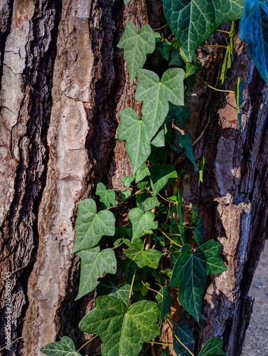 An ivy climbing up the old pine bark
