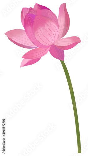 illustration of a lotus flower