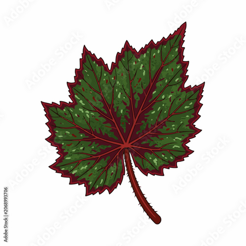 Illustration of a green leaf with red veins and edges