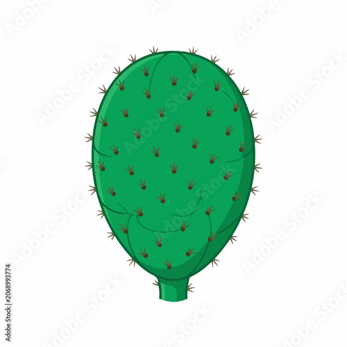 Green cactus with spines on white background
