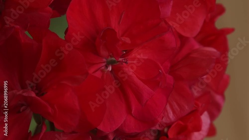 Macro zoom of bright red geranium flowers, close up texture of organic petals.