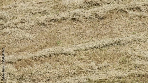 Panning shot of dry cut mown grass on field under bright noon sunlight.