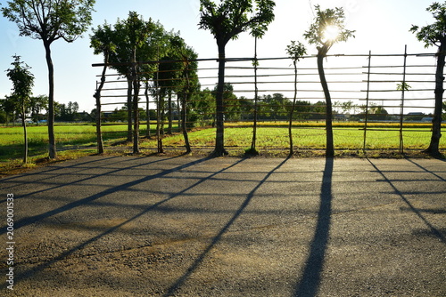 Vászonkép 夏井のはさ木と黄金色に実る田園風景（新潟県新潟市）