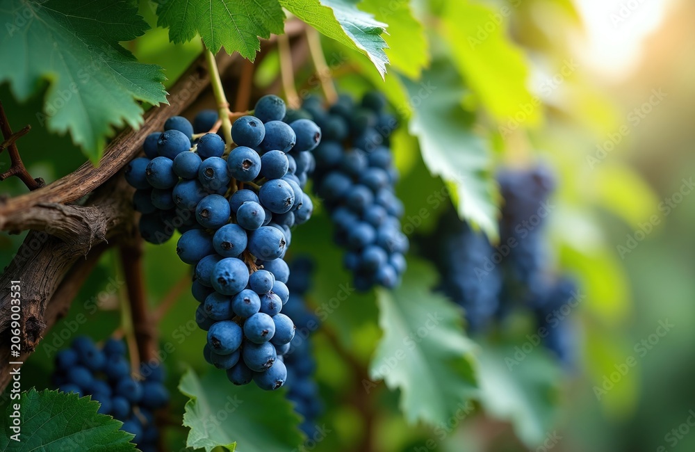 Fototapeta premium Clusters of small, dark blue grapes hang from a vine with green leaves. Sunlight filters through the foliage creating a soft glow on the ripe fruit. Grapes grow naturally on branches in vineyard.