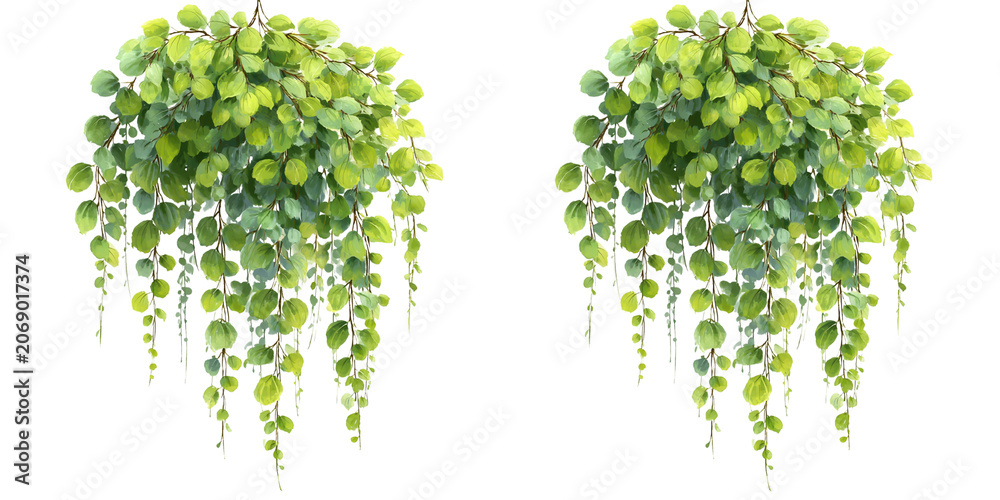 Fototapeta premium Cascading green leaves plant hanging downwards isolated on transparent background.