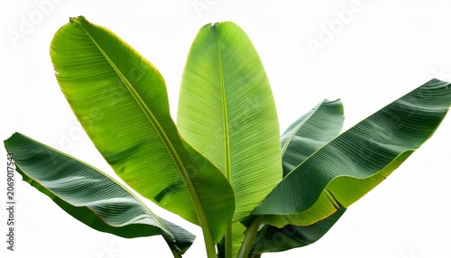 Tropical Plant Large Green Banana Like Leaves Isolated On Transparent Background Providing Exotic Nature Design Element