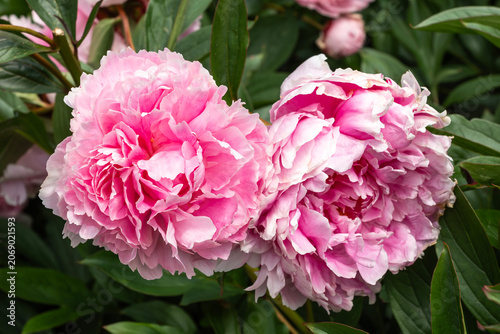 Foto Peony lactiflora 'Sarah Bernhardt' (paeonia) a spring summer flowering plant wit