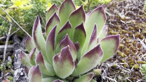 Macro of yellow stonecrop flowers (Sedum acre) and fleshy houseleek rosettes (Sempervivum) on mossy ground. Vivid succulent rock-garden plants in soft natural light, early summer