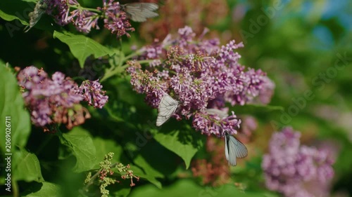 Slow motion white hawthorn butterflies fluttering and feeding on lilac flowers in garden.