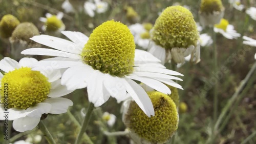 Macro of white chamomile flowers with yellow domed centers swaying in the breeze, against a soft daisy meadow. Fresh and faded blooms of a medicinal herb in soft diffused light