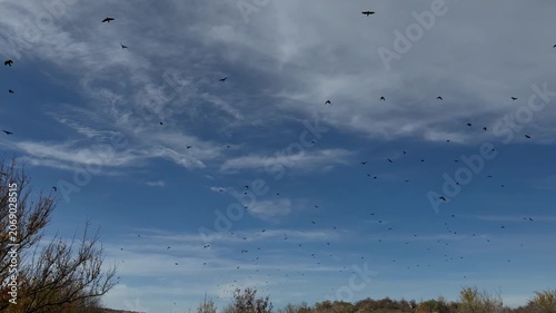 large flock of black birds circles across a blue sky with wispy clouds above bare autumn trees. Crows in scattered flight, looking up; atmospheric late-autumn wildlife scene