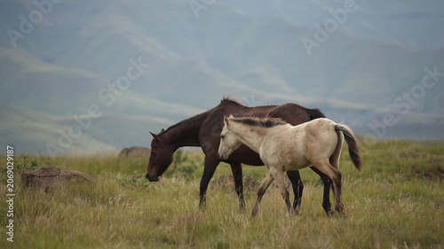 A dark brown mare grazes and walks left across an open grassy plain while a lighter foal follows close to her hindquarters. Muted overcast daylight, sparse