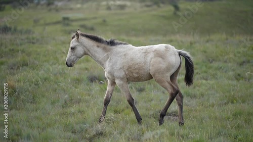 Profile view of a light dun foal with a dark mane and tail walking slowly left across mixed short and tall grass on open rolling grassland. Foreground