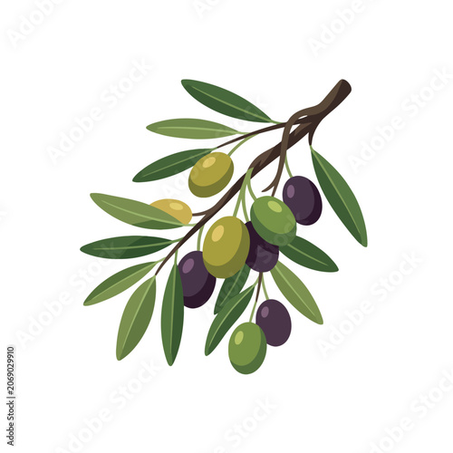 A fresh olive branch with green and black fruits