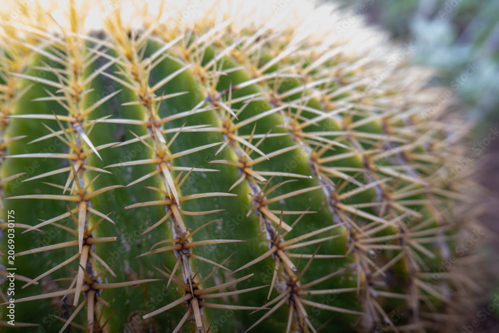 Fototapeta premium Visitors explore closeup details of golden barrel cactus during sunny daytime surrounded by other plants