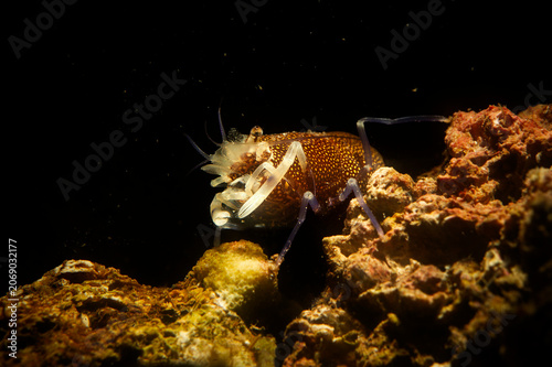 Gambero Vinaio (Gnatophyllum elegans) Spotted Bumblebee Shrimp - Gnathophyllum elegans Alghero, Capo Caccia, Sardinia, Italy