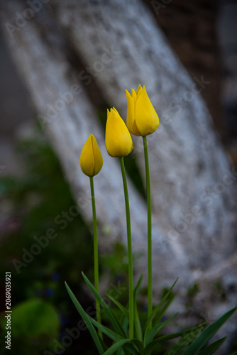 Three yellow tulips growing in the garden. Floral close up, flowerbed in spring. Tree bark texture background.