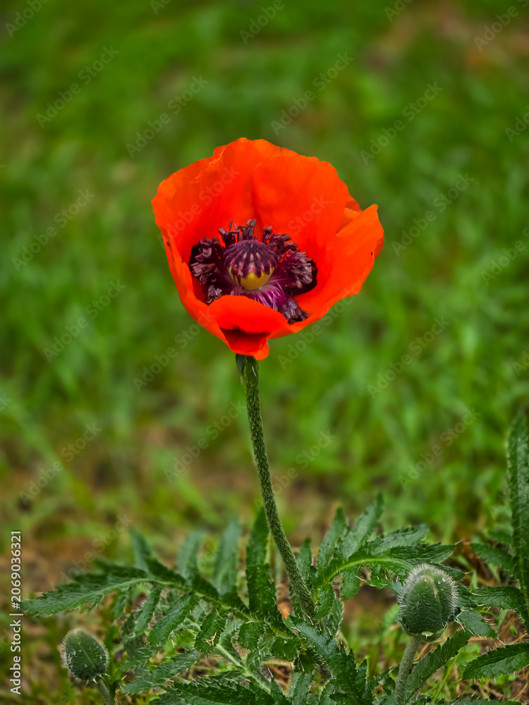 Obraz premium Vibrant red oriental poppy (Papaver orientale) flower blooming on a slender, hairy stem surrounded by green leaves and closed buds.