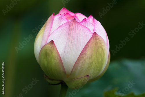 lotus