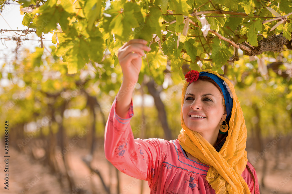 Fototapeta premium Authentic Middle Eastern woman agricultural worker in traditional embroidered pink dress and orange yellow headscarf hand inspecting fresh grape