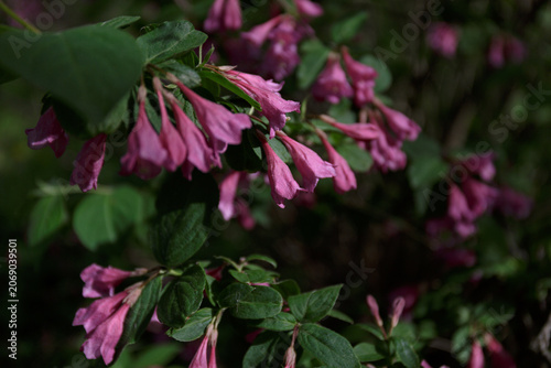 Weigela. Shrubs Weigela with pink flowers blooms in the garden. Beautiful vibrant pink flowers in spring. Bush Weigela blooming. Seasonal natural background.