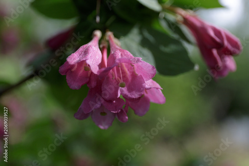 Weigela with pink flowers blooms in the garden. Beautiful vibrant pink flowers in spring. Shrubs Weigela. Bush blooming. Seasonal natural background