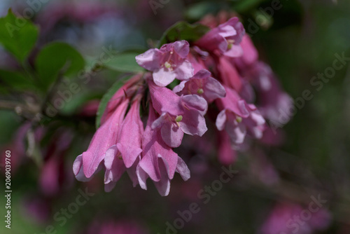 Weigela. Beautiful vibrant pink flowers in spring. Bush Weigela blooming. Shrubs Weigela. Seasonal natural background