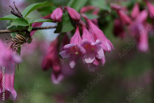Weigela with pink flowers blooms in the garden. Beautiful vibrant pink flowers in spring. Shrubs Weigela. Bush blooming. Seasonal natural background