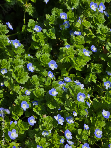 Vertical close-up of Veronica persica (Persian speedwell) showing a carpet of small blue flowers with white centers growing as a garden weed among lobed green leaves.