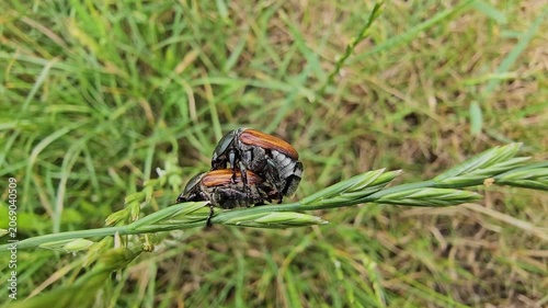 Two cockroaches making love on a blade of grass in the wind on a sunny day
