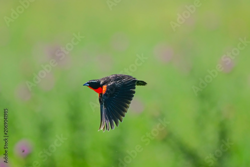 White browed meadowlark, Leistes superciliaris, in grassland environment, La Pampa Province, Argentina.