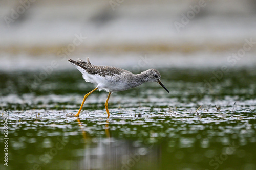Lesser yellowlegs plover, wading waters of a lagoon, La Pampa, Patagonia, Argentina