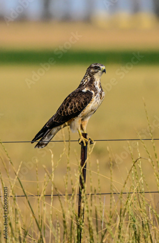 Buteo swainsoni, Swainson´s Hawk, La Pampa Provnce, Patagonia, Argentina