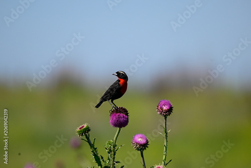 White browed meadowlark, Leistes superciliaris, in grassland environment, La Pampa Province, Argentina.
