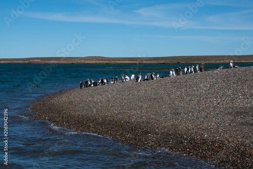 Magellanic penguin, Puerto Deseado, Santa Cruz Province, Patagonia Argentina