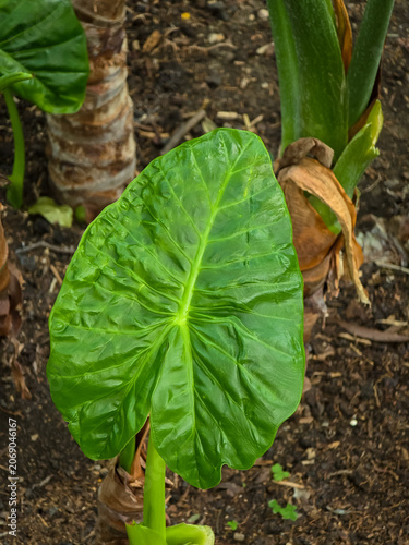 Close-up of a vibrant green Colocasia esculenta leaf growing out of dark soil, showing prominent lighter green veins and a textured, corrugated blade surface in an outdoor garden setting.