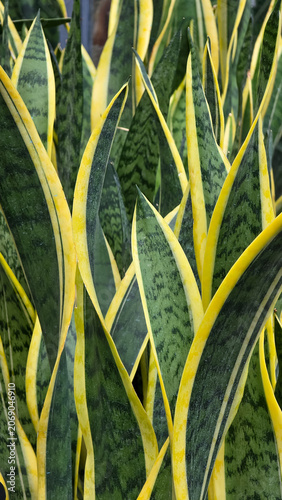 A dense patch of growing Sansevieria trifasciata Laurentii plants, showing upright, sword-shaped dark green leaves patterned with light horizontal bands and prominent golden yellow vertical margins.