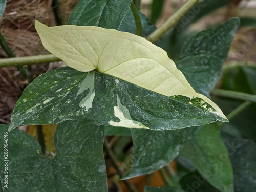Close-up of a highly variegated Syngonium podophyllum leaf featuring striking sectors of creamy white, mint, and dark green marbling, growing in a lush tropical garden.