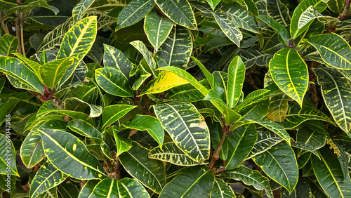 Lush green foliage of a Codiaeum variegatum 'English Yellow' croton plant, featuring lanceolate leaves detailed with bright yellow veins and speckled margins in a dense growth pattern.