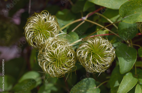 Closeup view of three Clematis seed heads.