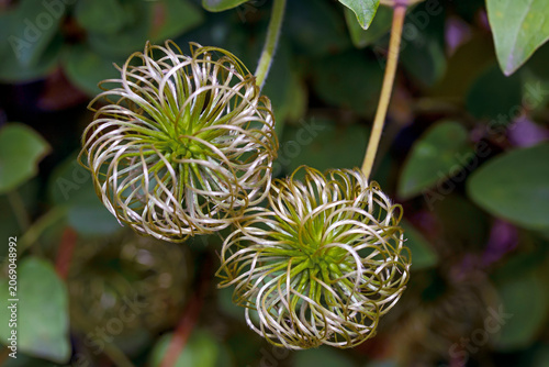 Very decorative closeup view of Clematis seed heads.