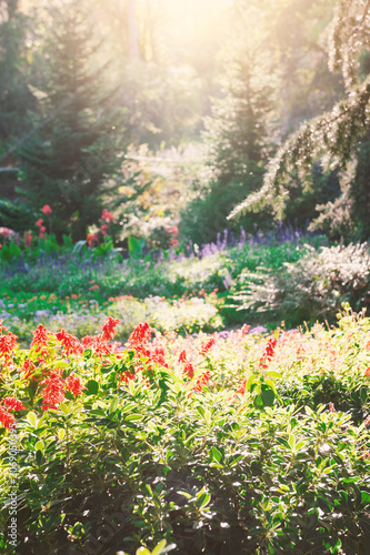 Flowers bloom beneath radiant sunlight