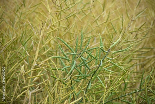 Rapeseed pods before Harvest