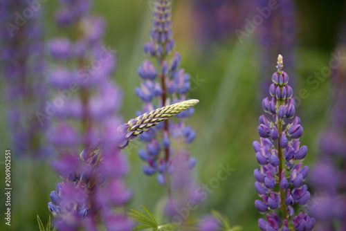 Lupin. Violet lupines flowering in full bloom in the meadow. Wild flowering lupinus polyphyllus.  Colorful purple wildflowers in with bokeh blurred background.