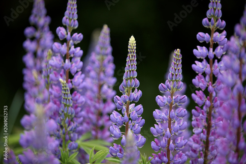 Lupin, lupinus. Violet lupines flowering in the meadow. Bunch of lupines in full bloom. Colorful purple wildflowers in with bokeh blurred background