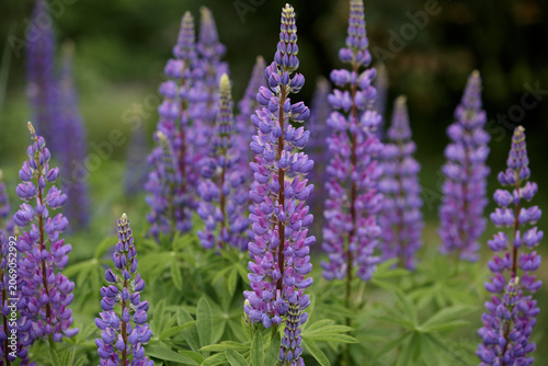 Lupin, lupinus. Violet lupines flowering in the meadow. Colorful purple wildflowers in with bokeh blurred background. Bunch of lupines in full bloom