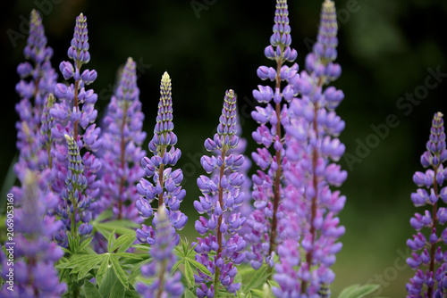 Lupin. Wild flowering lupinus polyphyllus. Violet lupines flowering in full bloom in the meadow. Colorful purple wildflowers in with bokeh blurred background