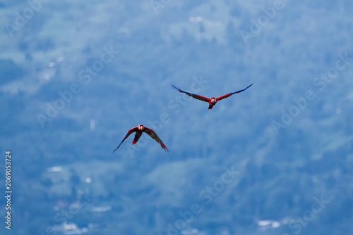 2 Famous free scarlet macaws flying in the sky at the end of the day in Medellin.