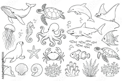 Photography Hand drawn sea animals collection, underwater ocean life line art vector set, ma