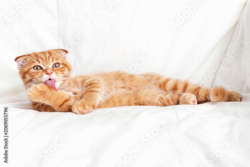Fluffy tabby ginger kitten lying down in bedroom on a white blanket.